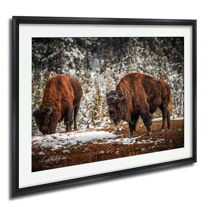 Two bison grazing in a snowy forest.