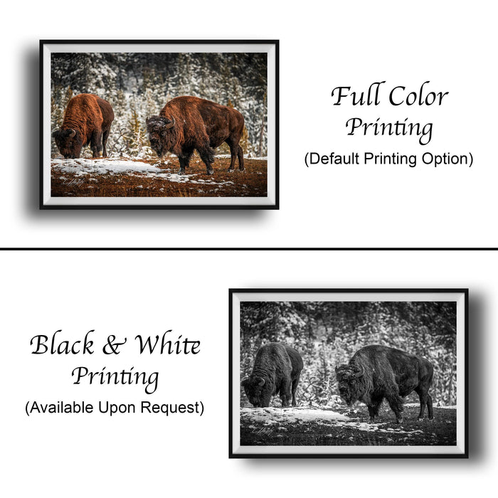 Bison Wall Art – American Bison Canvas | Rustic Cabin Decor & Snow Scene Artwork