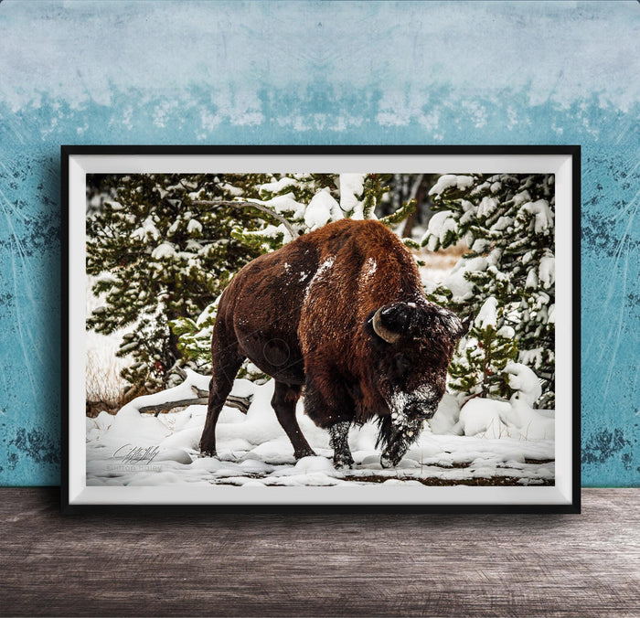 A large brown bison stands in a snowy forest, surrounded by snow-covered trees and a blue wall.