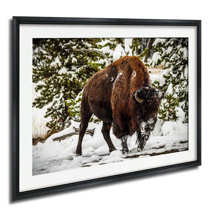 A large brown bison stands in a snowy forest, surrounded by snow-covered trees and bushes.