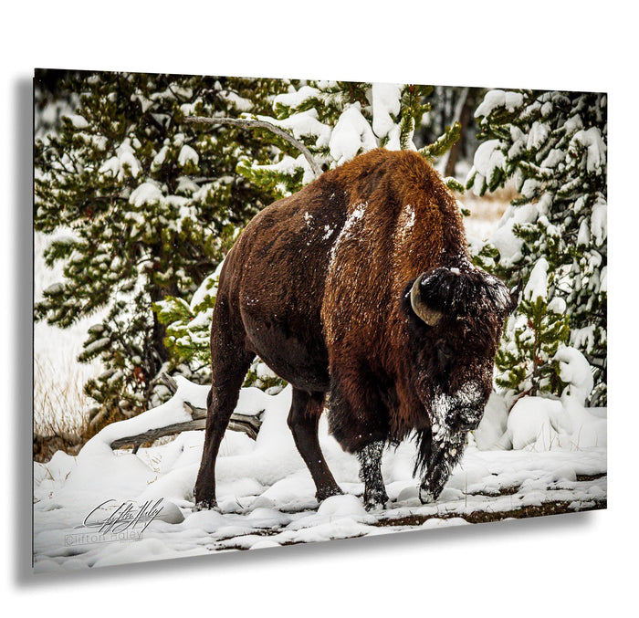 A large brown bison stands in a snowy forest, surrounded by snow-covered trees and bushes.