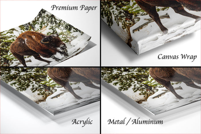 The image is a collage of four photos depicting a bison in a snowy forest setting. The collage includes three close-up shots of the bison and one wide shot of the bison in a forest. The collage is labeled as "Premium Paper", "Canvas Wrap", "Acrylic", and "Metal/Aluminum".