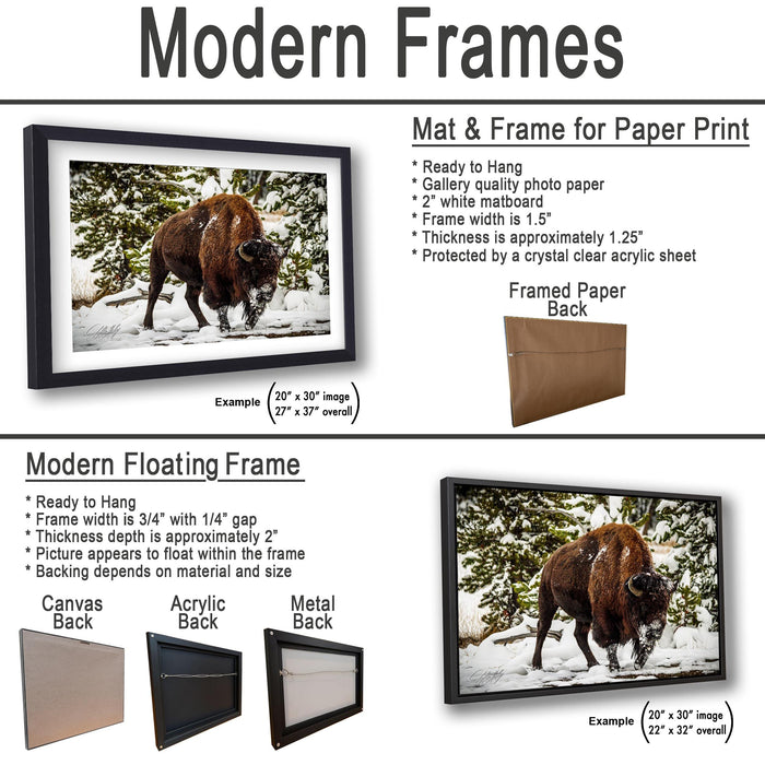 The image is a comparison of modern frames and floating frames for a photograph of a bison in a snowy environment.