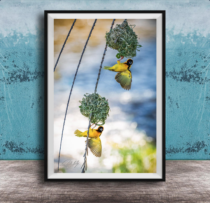 A framed photograph of two yellow birds perched on a branch, with one bird in flight and the other perched on a nest.