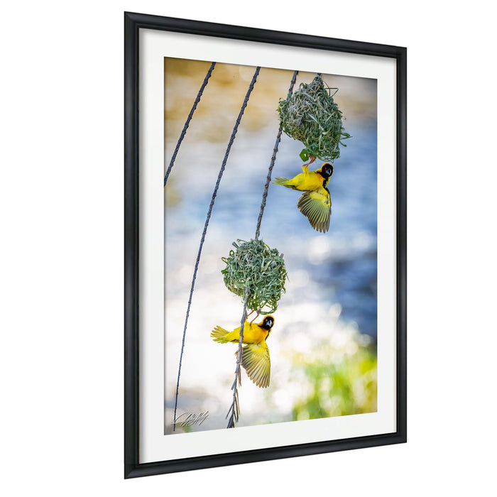 A framed photograph of two yellow birds perched on a branch, with one bird feeding from a hanging basket.