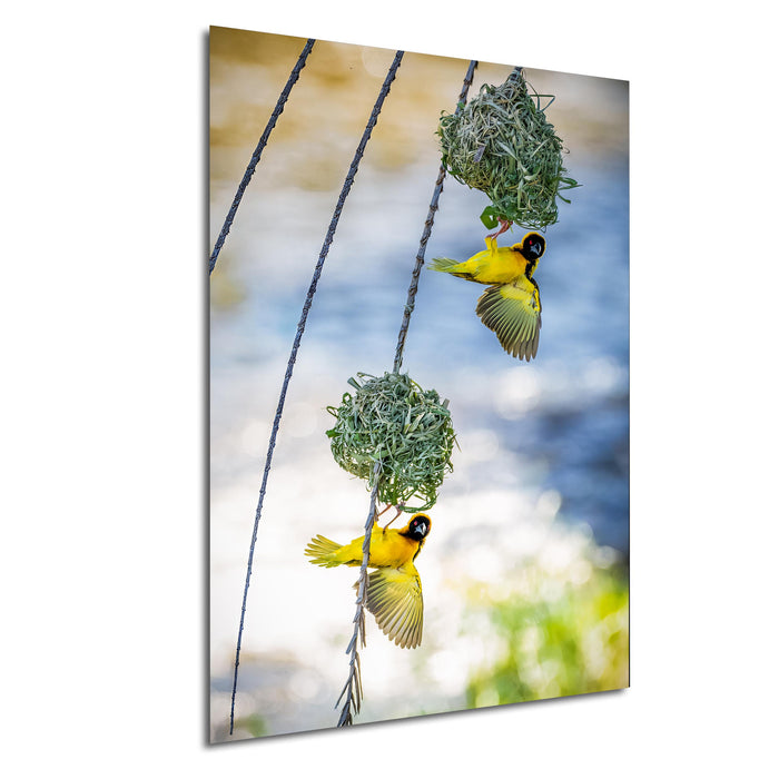 A pair of yellow birds perched on a wire, feeding on a green nest.