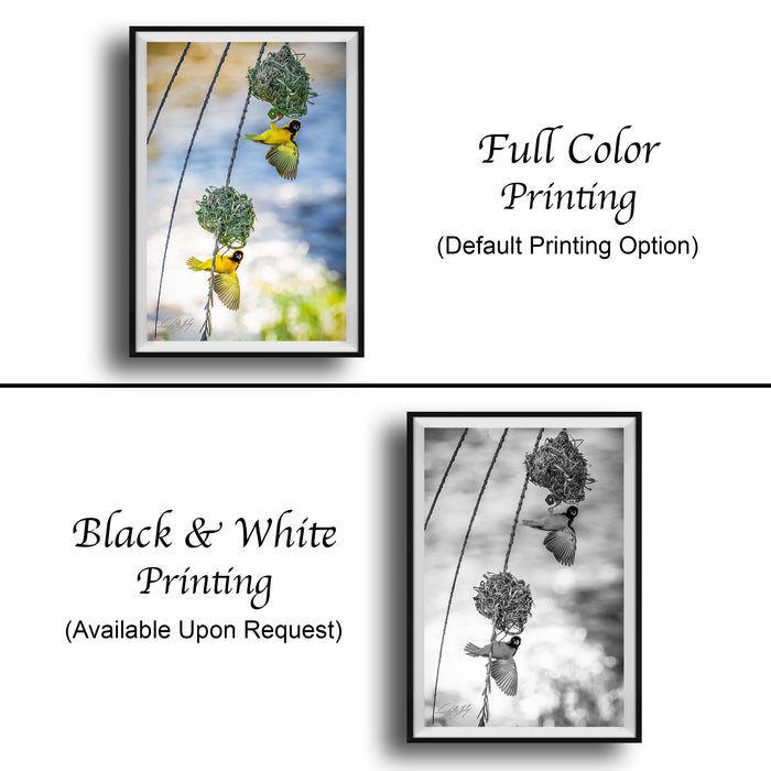 The image is a collage of two framed pictures. The top picture is a full color print of two birds hanging from a wire, while the bottom picture is a black and white print of the same two birds hanging from a wire. Both pictures are framed and available upon request.