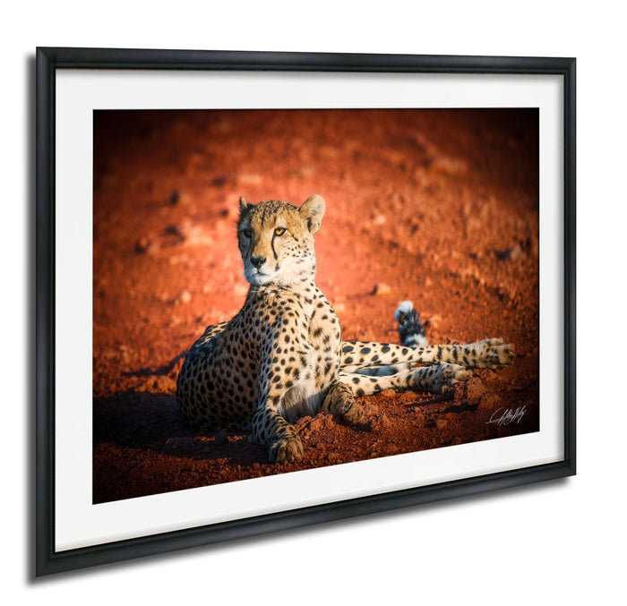 A cheetah resting on a reddish-brown surface, with its head turned to the side.