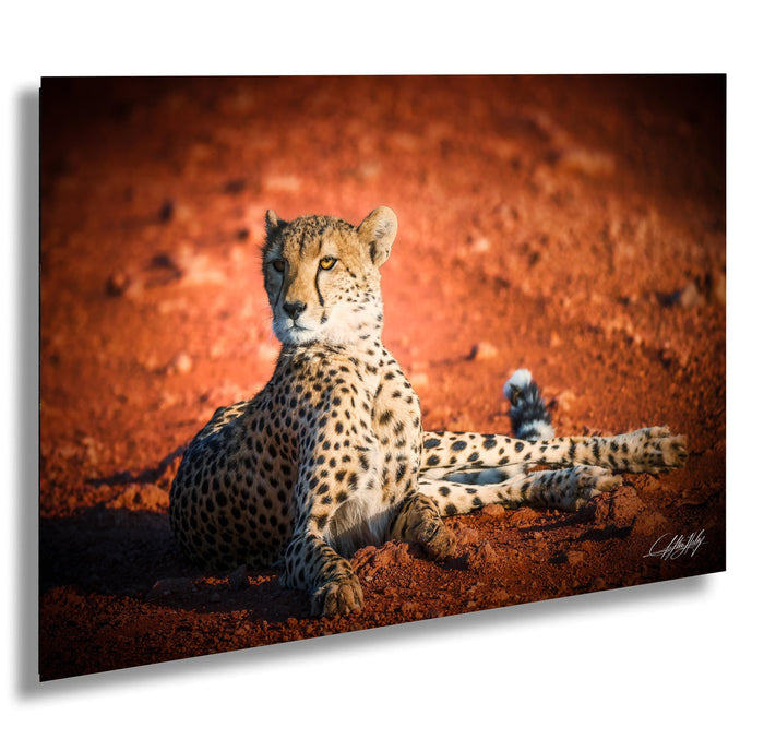 A cheetah resting on the red dirt ground, its body covered in spots, with a focused gaze and alert posture.