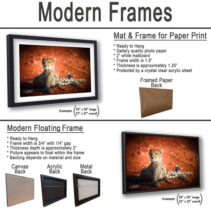 The image is a collage of two framed pictures, one of a cheetah and one of a bird, both featuring a desert landscape. The collage is presented in two different frame types: a modern floating frame and a modern hanging frame.