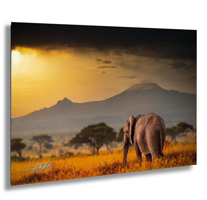 A majestic elephant stands in a golden field, with a majestic mountain range in the background under a dramatic sky.