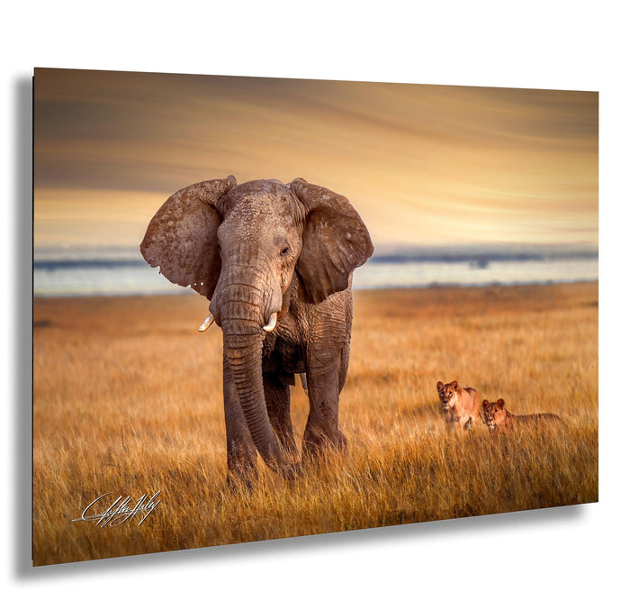 A majestic elephant stands in a golden grassy field, with two lions resting nearby, creating a serene and captivating scene.