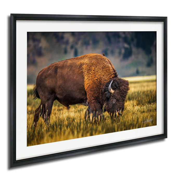 A large brown buffalo grazing in a grassy field.
