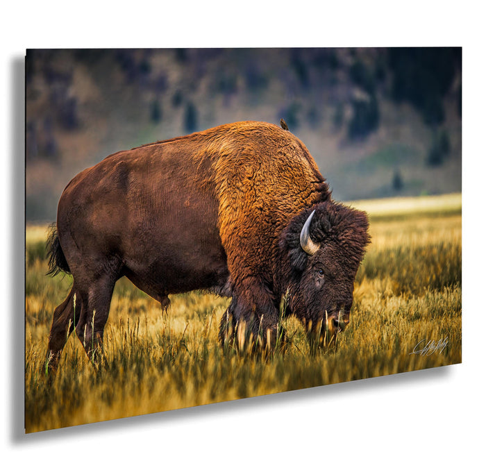 A large brown buffalo grazing in a grassy field with mountains in the background.