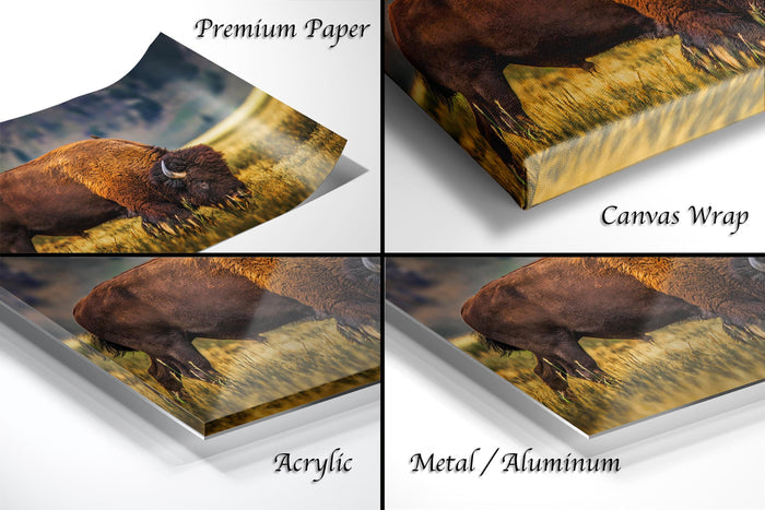 The image is a collage of four different views of a bison in its natural habitat, showcasing the animal in various poses and settings.