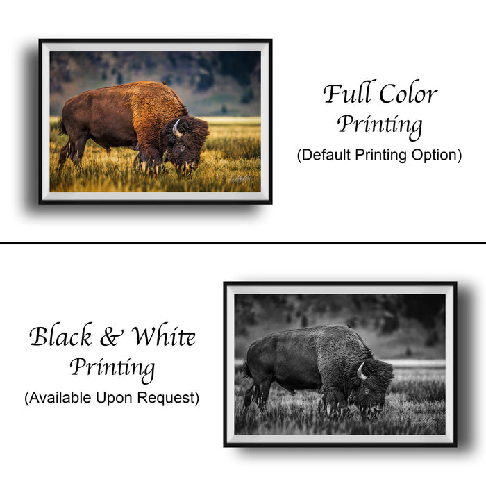 The image is a collage of two framed pictures. The top picture is a full color print of a bison grazing in a field, while the bottom picture is a black and white print of the same bison grazing in the same field.