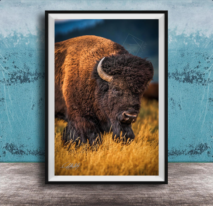 A close-up of a bison standing in a field of tall grass, with a blue background.