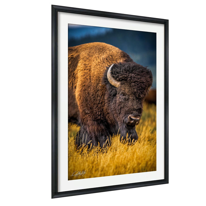 A large buffalo with a brown and black coat stands in a field of tall grass, facing the camera.