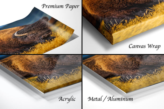 The image is a collage of four different views of a buffalo, with each view labeled as either "Premium Paper", "Canvas Wrap", "Acrylic", or "Metal/Aluminum".