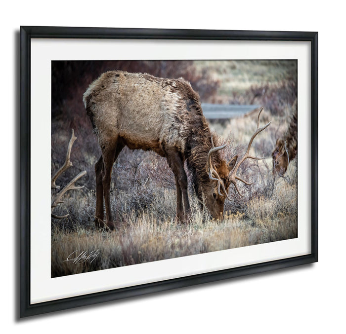 A deer grazing in a field with tall grass and shrubs.