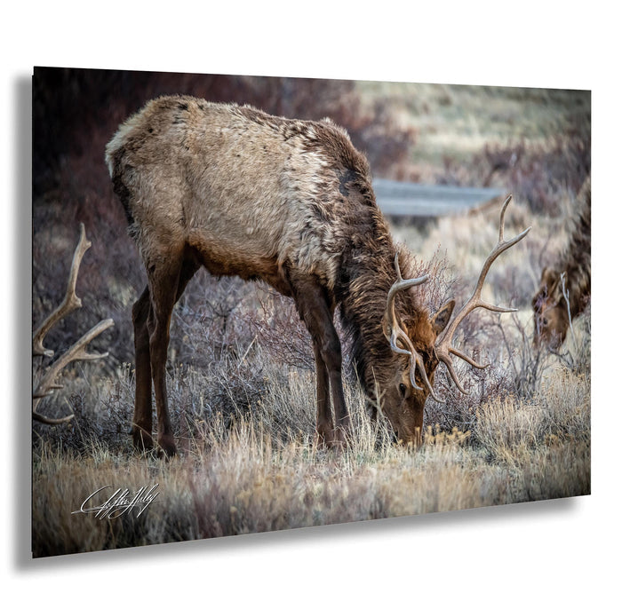 A large brown elk with large antlers grazing in a grassy field.