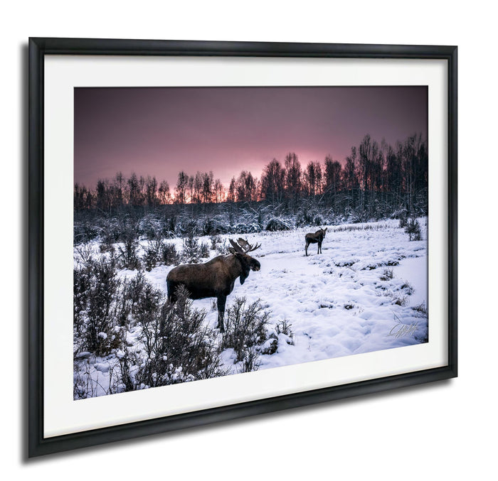 A snowy field with two moose in the foreground, one standing and one walking, against a backdrop of a forest and a colorful sunset sky.