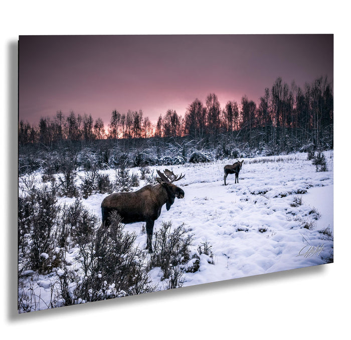 Two moose standing in a snowy field with a forest in the background during a sunset.