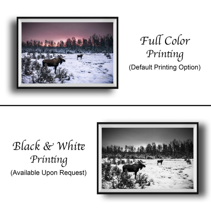 The image is a collage of two framed photographs. The top photograph shows a moose in a snowy field with a sunset in the background, while the bottom photograph depicts a moose in a snowy field with a forest in the background. The text below the images indicates that the full color printing is available upon request.