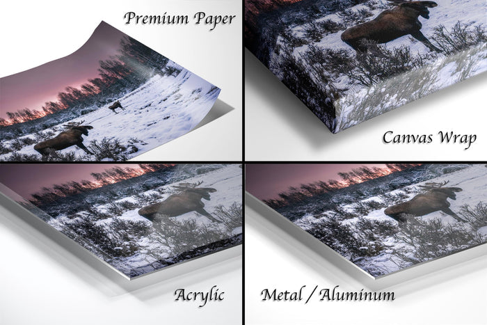 The image is a collage of four photographs depicting a moose in a snowy forest setting, with each photograph labeled as either "Premium Paper", "Canvas Wrap", "Acrylic", or "Metal/Aluminum".
