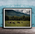 A framed photograph depicting a group of horses grazing in a grassy field with mountains in the background.