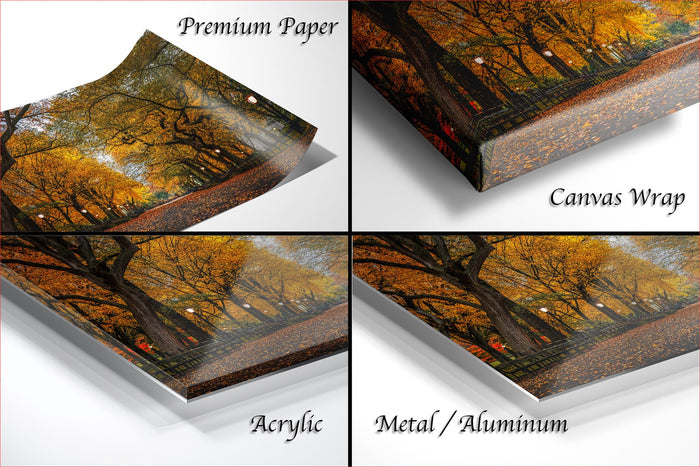 The image is a collage of four different views of a tree-filled park, with the text "Premium Paper", "Canvas Wrap", "Acrylic", and "Metal/Aluminum" indicating the materials used for the prints.