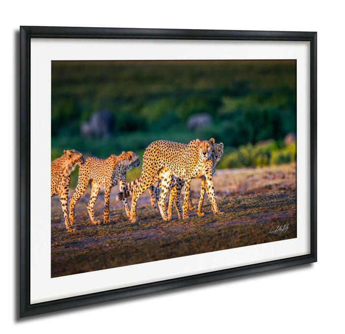 A group of cheetahs walking across a grassy field, with a blurred background suggesting movement and speed.