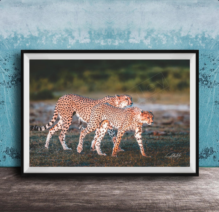Two cheetahs walking together in a grassy field against a blue background.