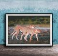 Two cheetahs walking together in a grassy field against a blue background.