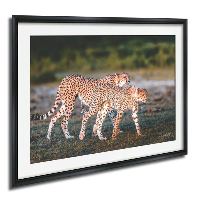 Two cheetahs walking together in a grassy field.