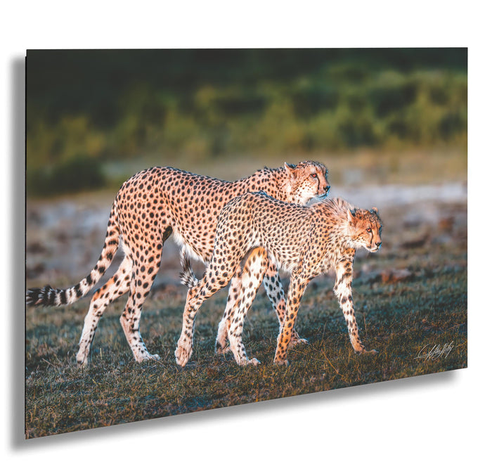 Two cheetahs walking together in a grassy field.