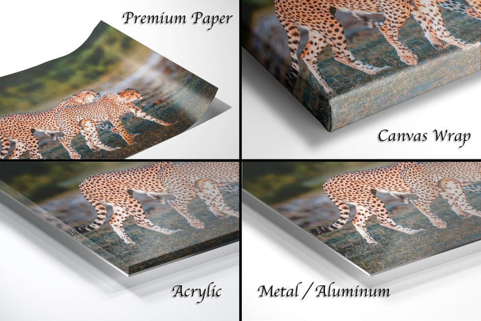 The image is a collage of four photos depicting cheetahs in various settings, including a close-up view of their tails and a landscape with trees.