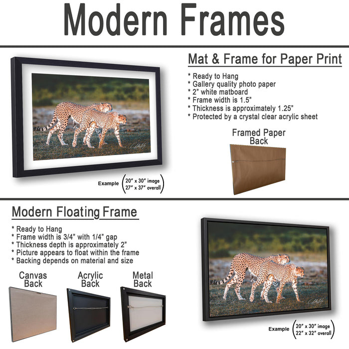 The image is a collage of two framed pictures, one of two cheetahs walking across a grassy field, and the other of two cheetahs walking across a grassy field. The collage features a modern floating frame and a mat and frame for paper print.