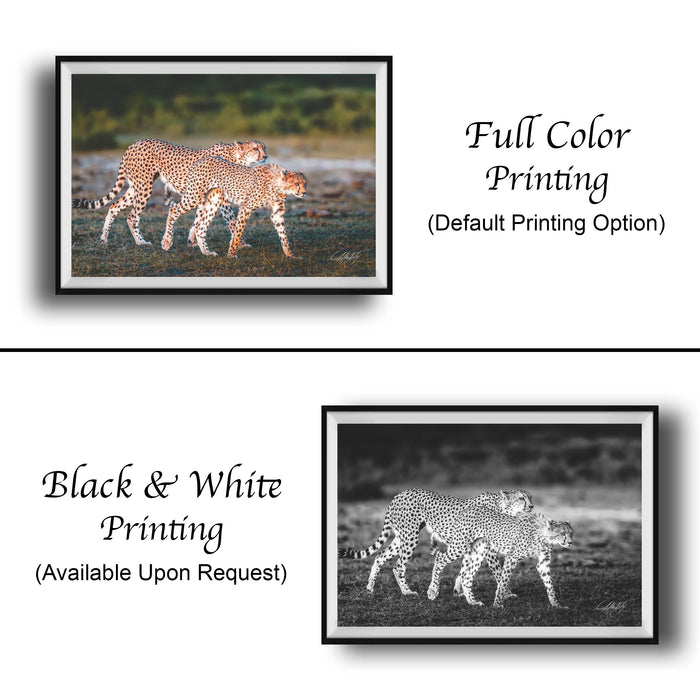 The image is a collage of two framed photographs. The top photograph shows two cheetahs walking in a grassy field, while the bottom photograph is a black and white image of two cheetahs walking in the same grassy field.