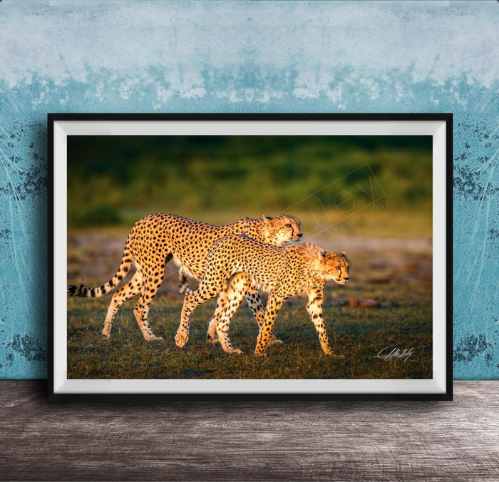 Two cheetahs walking together in a grassy field against a blue background.