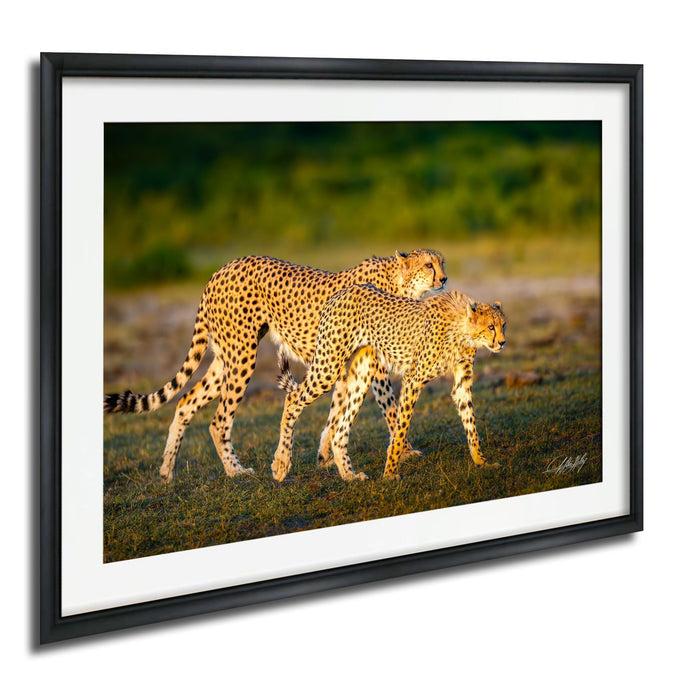 Two cheetahs walking together in a grassy field, with one slightly ahead of the other.