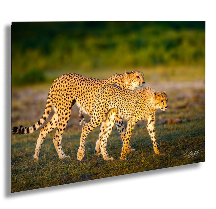 Two cheetahs walking together in a grassy field.