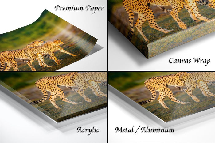 The image is a collage of four photos depicting cheetahs in various settings, including a close-up of their tails and a landscape with grass.