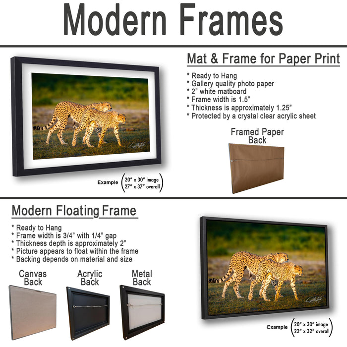 The image is a collage of three framed artworks, each depicting a cheetah in its natural habitat. The artworks are framed in different materials, including acrylic, metal, and a floating frame. The frames vary in size and thickness, with some being larger and others smaller. The artworks are displayed in a way that showcases the cheetah's natural beauty and the surrounding environment.