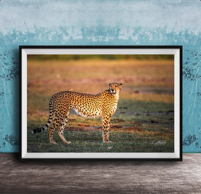 A cheetah standing in a grassy field, facing the camera.