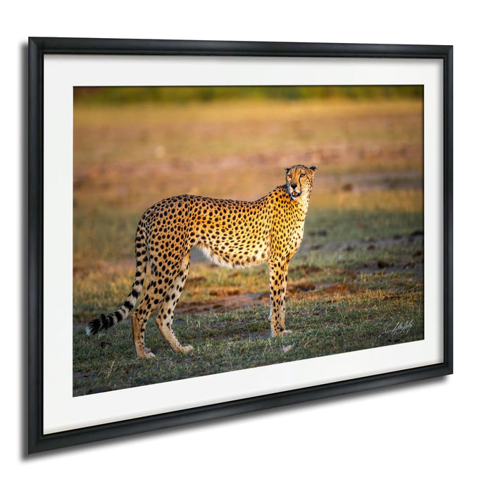 A cheetah standing on a grassy plain, facing the camera with a focused expression.