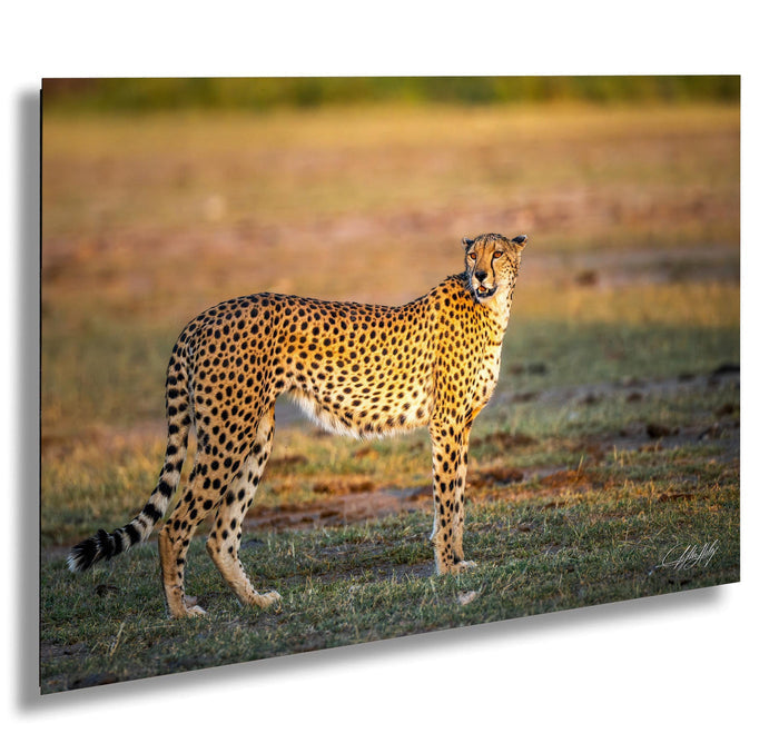 A cheetah stands in a grassy field, its spotted coat blending with the surroundings.