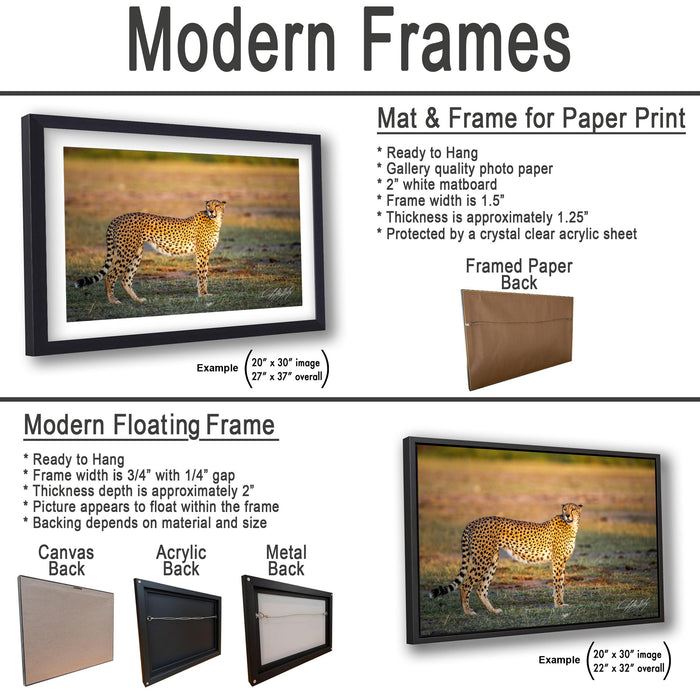 The image is a collage of two framed pictures, one of a cheetah and one of a grassy field. The cheetah is the main subject in both images, and the frames are designed to be modern, with a focus on the quality of the photo and the overall aesthetic.