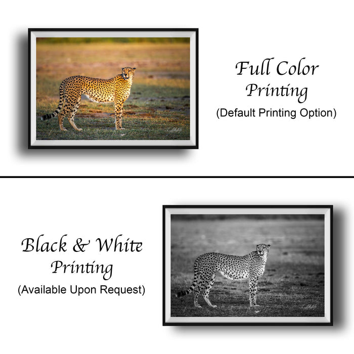The image is a collage of two framed photographs. The top photograph is a full-color print of a cheetah in its natural habitat, while the bottom photograph is a black and white print of the same cheetah. The text below the images indicates that the full-color print is available upon request, and the black and white print is not.