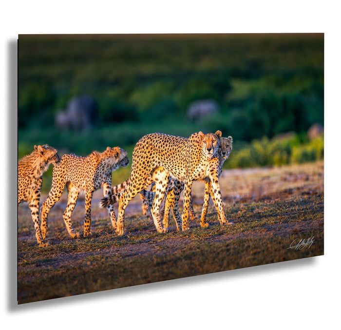 A group of cheetahs walking across a grassy field, with a blurred background of trees and bushes.